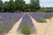Lavender lines covered in flowers on endless fields tainted in purple, Provence, South of France