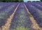 Lavender lines covered in flowers on endless fields tainted in purple, Provence, South of France