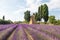 Lavender lines in Italy. Tuscany coutryside scenery landscape at sunset with sky and clouds