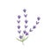 Lavender logo icon isolated vector illustration