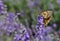 Lavender and and mating butterflies