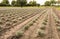 Lavender nursery