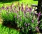 Lavender Patch flowers