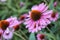 Lavender pink, daisy-like coneflowers or Echinacea