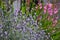 Lavender with pink flowers in background