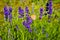 Lavender plans in spring blossom in the Lavender field open air museum of lavender farming and processing