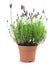 Lavender plant