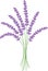 Lavender plant bouquet color vector