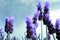 Lavender plant in front of window.