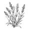 Lavender plant, line drawing, botanical illustration