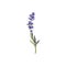 Lavender plant twig with flowers and narrow leaves vector illustration isolated.