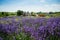 Lavender plantation, Pannonhalma, Hungary