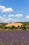 Lavender plantation in Provence and bee hives under blue summer sky with white cumulus clouds floating