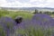 Lavender plants in bloom