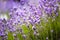 Lavender Plants in a Meadow with Blurred Background. Natural Pattern. Aromatheraphy