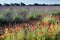 Lavender and poppies