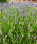 Lavender, precious ornamental plants