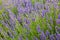 Lavender, precious ornamental plants.