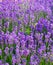 Lavender, precious ornamental plants.