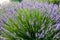 Lavender, precious ornamental plants.