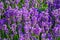 Lavender, precious ornamental plants, wild with lilac flowers, b