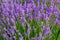 Lavender, precious ornamental plants, wild with lilac flowers, b