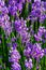 Lavender, precious ornamental plants, wild with lilac flowers, b