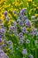 Lavender, precious ornamental plants, wild with lilac flowers, b