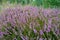 lavender provence flowers or herd. summer nature