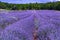 Lavender of Provence, summer fields with blossoming purple lavender plants in Van de Sault, Vaucluse, France