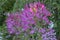 Lavender and purple Cleome Flowers in a New England Coastal Cottage