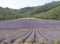 Lavender purple field before trees and hills