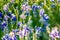 Lavender purple flower blooming on side road in texas at sunset