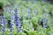 Lavender purple flowers blossom field garden. beautiful natural background