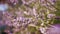 Lavender purple flowers bush and bumblebee bokeh detail, dreamy nature
