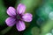 Lavender Purple Wild Geranium Flower