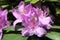 Lavender rhododendron