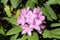 Lavender rhododendron