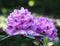 Lavender Rhododendron In Bloom