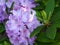 Lavender Rhododendron In Bloom