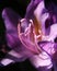 Lavender Rhododendron Flower