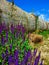 Lavender salvia flowers next to a bale of hay on a rural farm in the summer on a sunny day