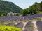 Lavender at Senanque Abbey, Provence France