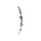 Lavender single twig with flowers hand drawn vector illustration isolated.