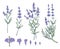 Lavender sketch vector set