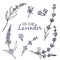 Lavender sketch vector set. Black line lavender. Vector hand drawn tea herb Illustration set. Vintage retro sketch