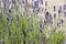 Lavender spikes in closeup with beautiful fuzzy bumblebee