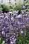 Lavender spikes closeup with buds and flowers