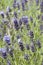 Lavender spikes in closeup showing beautiful purple buds and flowers