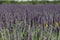 Lavender spikes and stems on selective focus on a plantation in Provence